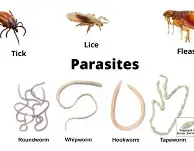 Parasites