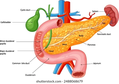 detailed vector pancreas surrounding organs 260nw 2488068679