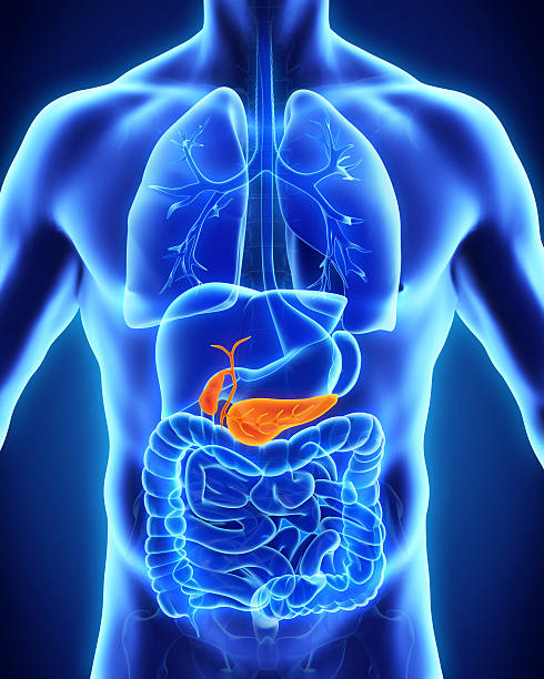 human gallbladder and pancreas anatomy illustration. 3d render